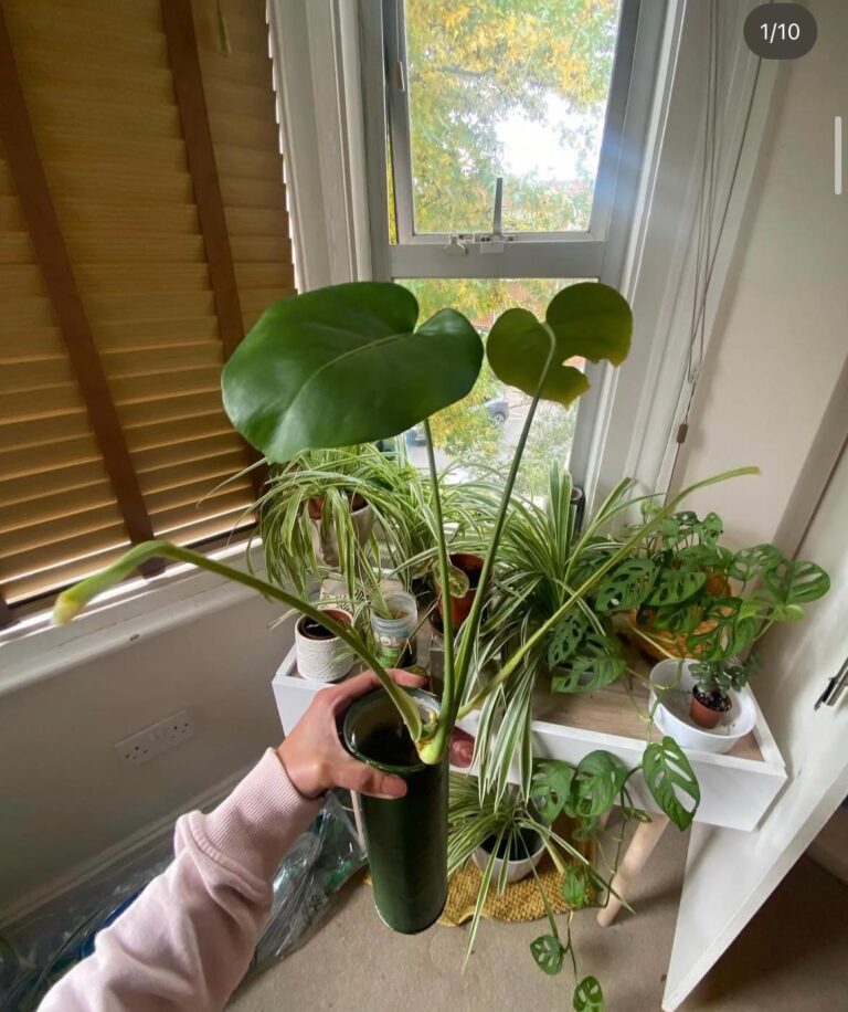 WhatsApp Image 2025-07-27 at 17.52.04_d551fed9