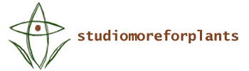 Studio MoreForPlants